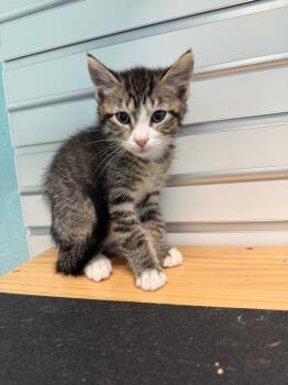 Escaped -  Domestic Short Hair Cat for Adoption in Cape Coral, Florida - Escaped | PetCurious