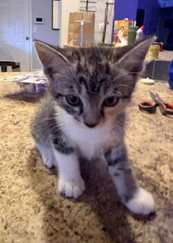 Atlas -  Domestic Short Hair Cat for Adoption in Oviedo, Florida - Atlas | PetCurious