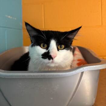 Domestic Short Hair Cats Available for Adoption in Roxboro, North Carolina - Skeeter | PetCurious