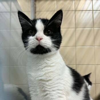 Rescue Domestic Short Hair Cats for Adoption in Waterloo, Iowa - Emah | PetCurious