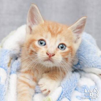 Domestic Short Hair Cats Available for Adoption in Washington, District Of Columbia - Hugo | PetCurious