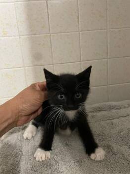 Tuxie -  Domestic Medium Hair Cat for Adoption in San Antonio, Texas - Tuxie | PetCurious