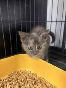 Frizzy Sprite -  Domestic Short Hair Cat for Adoption in Lake Tapwingo, Missouri - Frizzy Sprite | PetCurious