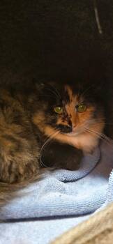 Rescue Calico Cats for Adoption in Burnaby, British Columbia - Natasha | PetCurious