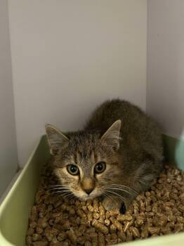 Rescue Domestic Short Hair Cats for Adoption in Bolivar, Missouri - Aldi | PetCurious