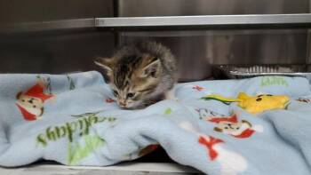 JOHNNY -  Pixiebob and Domestic Short Hair Cat for Adoption in Aurora, Illinois - JOHNNY | PetCurious