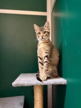 Chip -  Domestic Short Hair Cat for Adoption in Thayne, Wyoming - Chip | PetCurious