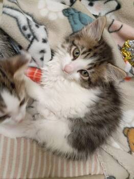 Slinky -  Domestic Short Hair Cat for Adoption in Hamilton, Ohio - Slinky | PetCurious