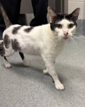 PONGO -  Domestic Short Hair Cat for Adoption in Indianapolis, Indiana - PONGO | PetCurious