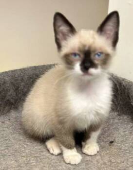 Rescue Snowshoe and Siamese Cats for Adoption in Powder Springs, Georgia - MILO | PetCurious