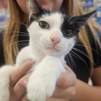 Cheese Stick -  Domestic Short Hair Cat for Adoption in Grantsville, Utah - Cheese Stick | PetCurious