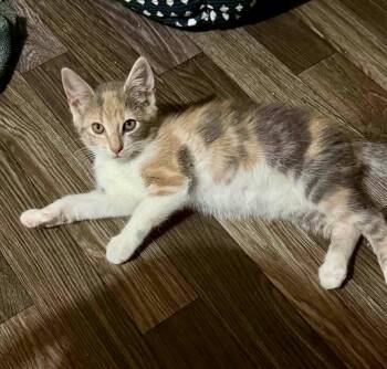 Lily -  Domestic Medium Hair Cat for Adoption in Glocester, Rhode Island - Lily | PetCurious