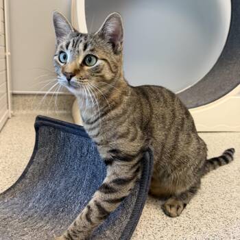 Shadow -  Domestic Short Hair Cat Available for Adoption in Cooperstown, New York - Shadow | PetCurious
