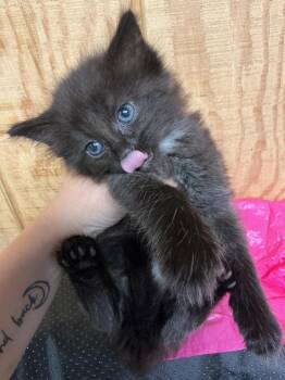 Abyssinian Cats Available for Adoption in Dyersburg, Tennessee - Cassian | PetCurious