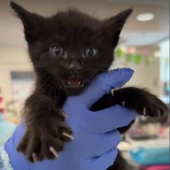 Domestic Short Hair Cats Available for Adoption in Los Angeles, California - Claude Monet | PetCurious