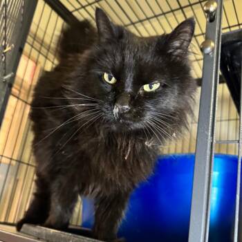 Rango -  Domestic Long Hair Cat for Adoption in Saginaw, Michigan - Rango | PetCurious