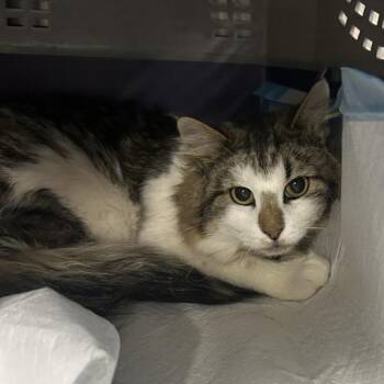 Tennessee -  Domestic Long Hair Cat for Adoption in Salt Lake City, Utah - Tennessee | PetCurious