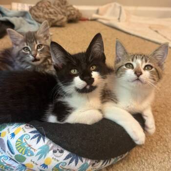 Peach -  Domestic Short Hair Cat for Adoption in Middlebury, Vermont - Peach | PetCurious