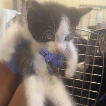 Bennu -  Domestic Short Hair Cat for Adoption in Lynchburg, Virginia - Bennu | PetCurious