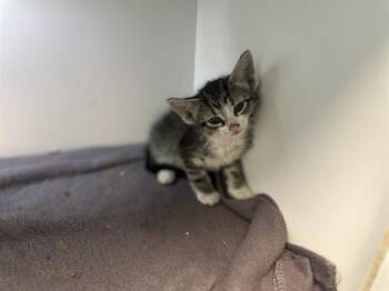 BONNEY -  Domestic Medium Hair Cat for Adoption in Dallas, Texas - BONNEY | PetCurious