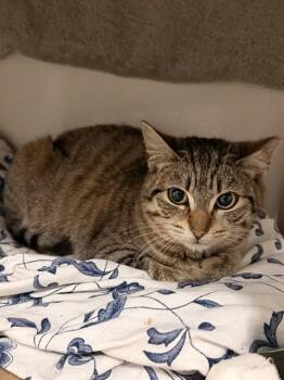 Domestic Short Hair Cats Available for Adoption in Boston, Massachusetts - LOBSTER | PetCurious
