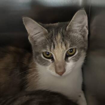 Treadmill -  Domestic Short Hair Cat for Adoption in Corbin, Kentucky - Treadmill | PetCurious