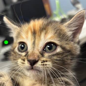 Domestic Short Hair Cats Available for Adoption in Saint Joseph, Missouri - Colombia | PetCurious