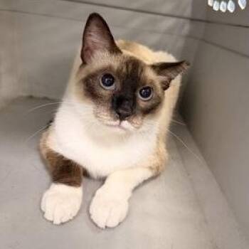 Meezer -  Domestic Short Hair Cat for Adoption in Converse, Texas - Meezer | PetCurious
