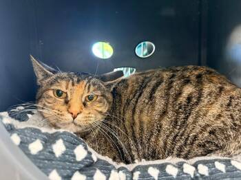 Priscella -  Domestic Short Hair Cat for Adoption in Cleveland, Ohio - Priscella | PetCurious