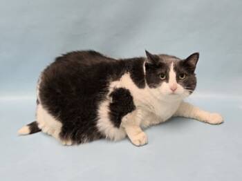 Rescue Domestic Short Hair Cats for Adoption in Minneapolis, Minnesota - Dusty | PetCurious