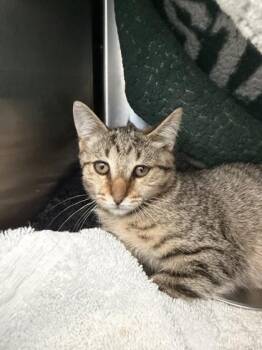 Cashew -  Domestic Short Hair Cat for Adoption in Westland, Michigan - Cashew | PetCurious