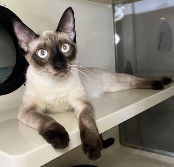 China -  Siamese and Domestic Short Hair Cat for Adoption in Hammond, Louisiana - China | PetCurious