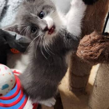 Bella Haseman -  Domestic Short Hair Cat for Adoption in Morrison, Colorado - Bella Haseman | PetCurious