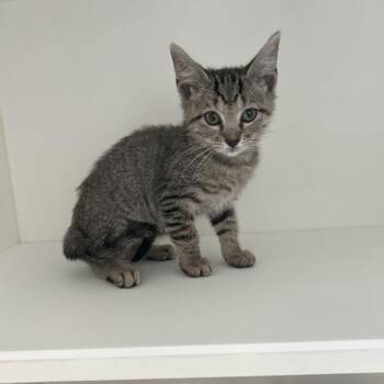 JJ (Emma) -  Domestic Short Hair Cat for Adoption in Greensboro, North Carolina - JJ (Emma) | PetCurious