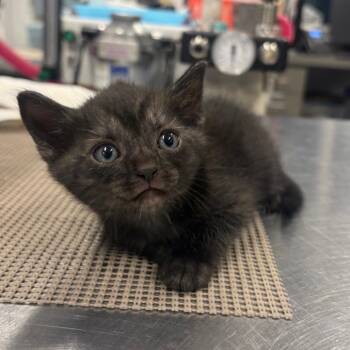 Maleficent -  Domestic Short Hair Cat for Adoption in Milton, Florida - Maleficent | PetCurious
