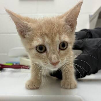 Tammy -  Domestic Short Hair Cat for Adoption in Corpus Christi, Texas - Tammy | PetCurious