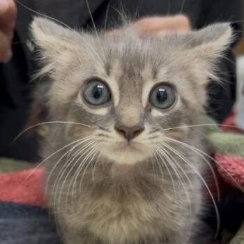 PeeWee -  Domestic Short Hair Cat for Adoption in Charleston, South Carolina - PeeWee | PetCurious