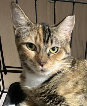 Honey -  Domestic Short Hair Cat Available for Adoption in Parkland, Florida - Honey | PetCurious