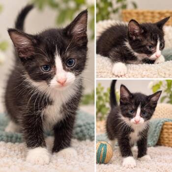 Acorn -  Domestic Medium Hair Cat for Adoption in Uniontown, Pennsylvania - Acorn | PetCurious