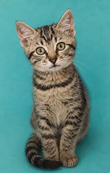 Diamond -  Domestic Short Hair Cat for Adoption in Columbia, Tennessee - Diamond | PetCurious
