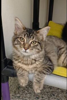 Flower -  Tabby and Domestic Long Hair Cat for Adoption in Bay City, Michigan - Flower | PetCurious