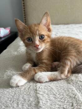 Domestic Short Hair Cats Available for Adoption - Rufio | PetCurious