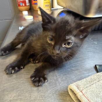 Domestic Short Hair Cats Available for Adoption in Tuscaloosa, Alabama - Moon | PetCurious