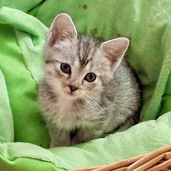 Dori* -  Domestic Short Hair Cat for Adoption in San Gabriel, California - Dori* | PetCurious