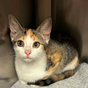 Firefly -  Domestic Short Hair Cat for Adoption in Concord, North Carolina - Firefly | PetCurious