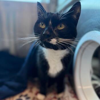 Unagi -  Domestic Short Hair Cat for Adoption in Fairport, New York - Unagi | PetCurious