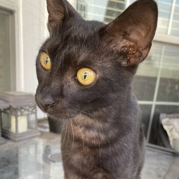 Rescue Domestic Short Hair Cats for Adoption in Sugar Land, Texas - Bu | PetCurious