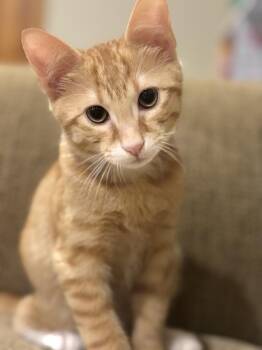 Tabasco -  Domestic Short Hair Cat for Adoption in Duxbury, Massachusetts - Tabasco | PetCurious