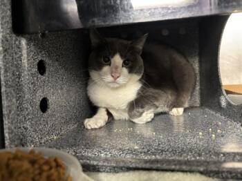 Binky -  Domestic Short Hair Cat for Adoption in New York, New York - Binky | PetCurious