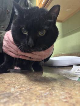 Domestic Short Hair Cats Available for Adoption - COOKIE | PetCurious